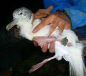 データロガーを取り付けた海鳥