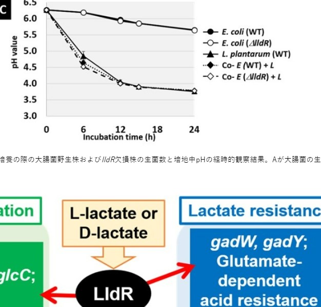 腸内細菌の新規な乳酸応答機構を同定 ～腸内環境の理解や乳酸菌を含む食品への応用に期待～