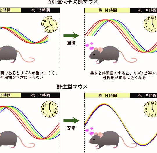 日が長くなると排卵の周期が安定することが明らかに ～日光浴が女性の妊活の鍵！～ 明治大学農学部・中村孝博教授らの研究グループ