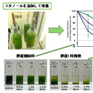 ユーグレナ培養時のエタノール添加は、 バイオマス・有用物質の生産量向上に加えて、細胞の回収効率も 向上させることを明らかに