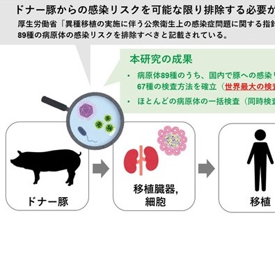 国内初、移植用ドナー豚の病原体検査パネルを開発 標的病原体数は世界最多、国内での異種移植実現に向けた大きな一歩