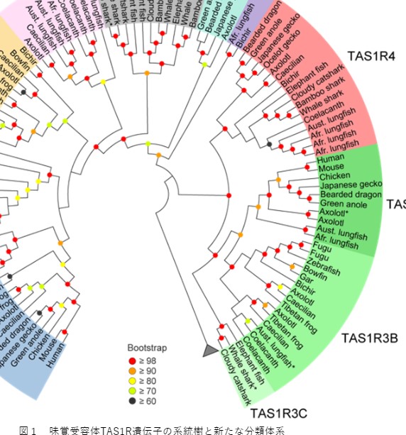 脊椎動物が極めて多様な味覚を持つことを発見 旨味と甘味の味覚の起源に迫る