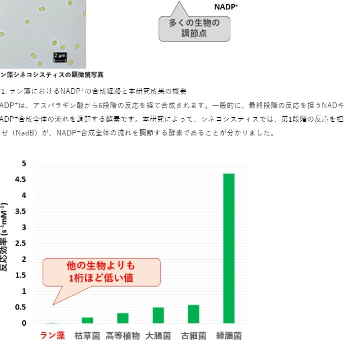 ラン藻の補酵素合成における“調節点”を発見 明治大学大学院農学研究科 伊東昇紀助教・小山内崇准教授らの研究グループ