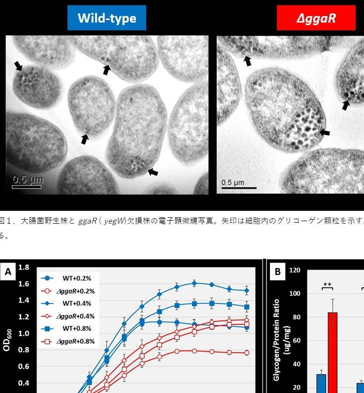 腸内細菌のグリコーゲン蓄積を制御する新規転写因子を同定 ～微生物の炭素源代謝の理解や物質生産への応用に期待～