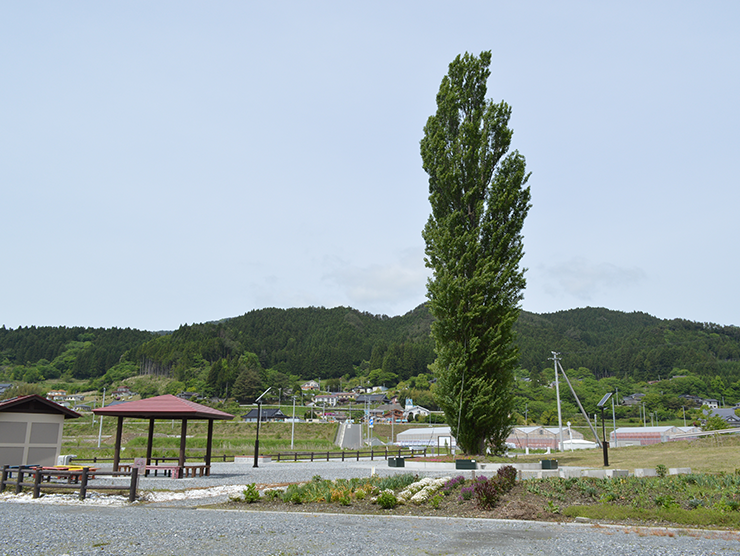 津波被害から生き残った「ど根性ポプラ」