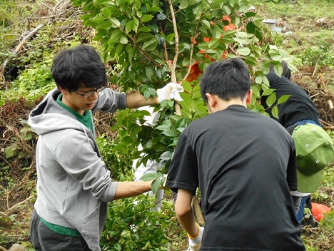 椿植樹会の様子①