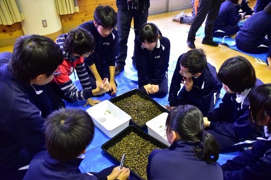 大船渡市内の小中学校で「椿学習」