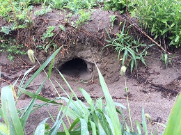 クロマツの植栽地で見られたキツネの巣穴