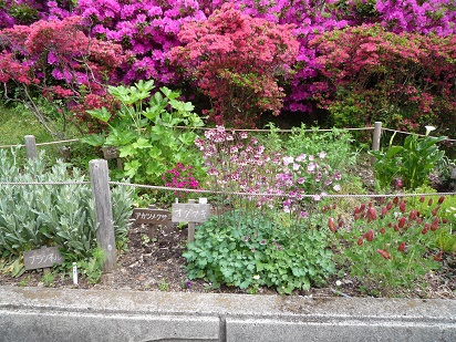 杉並区立永福中央公園の花壇